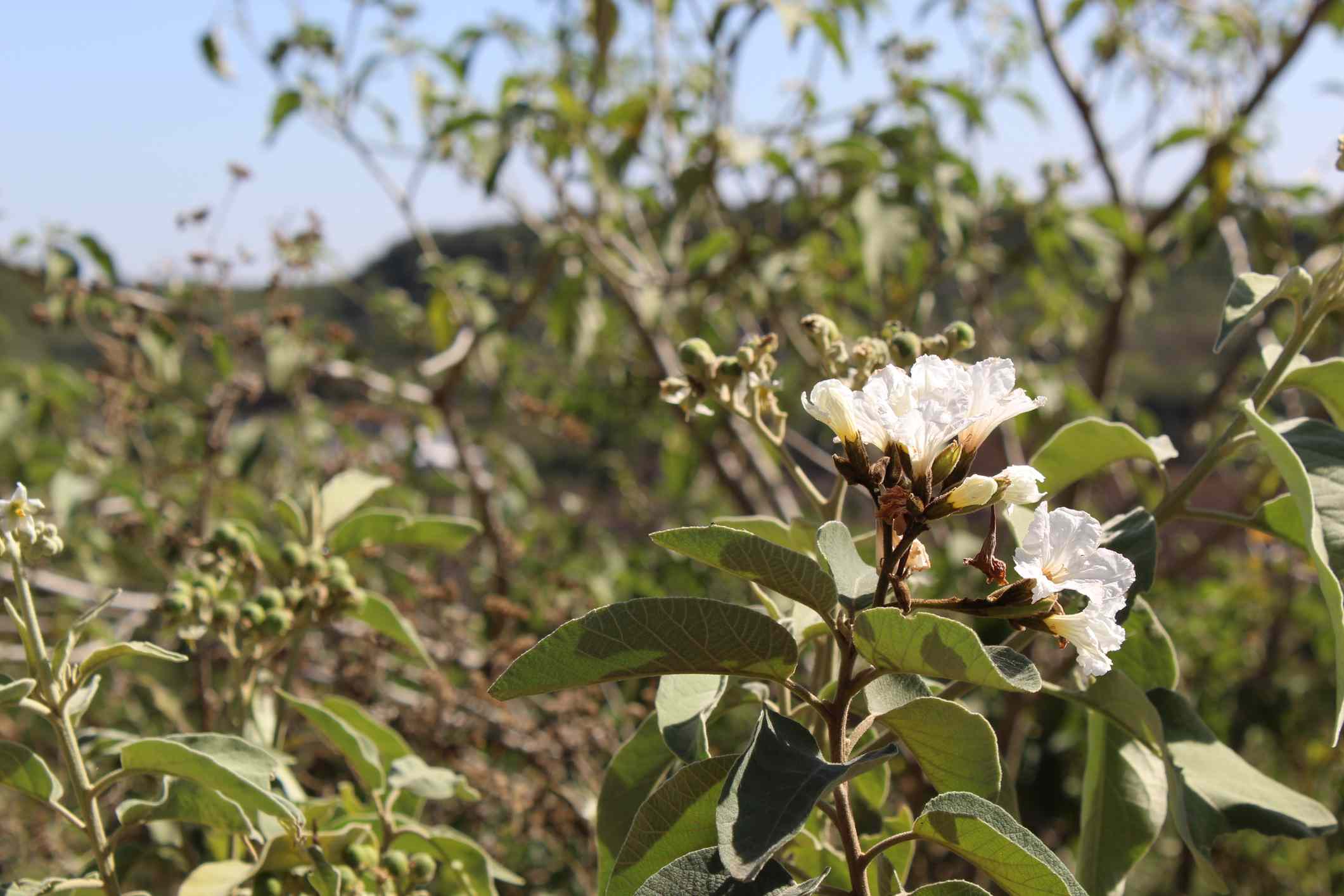 德州橄榄(Cordia boissieri)