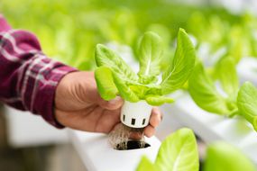 Harvesting plants from a hydroponic garden