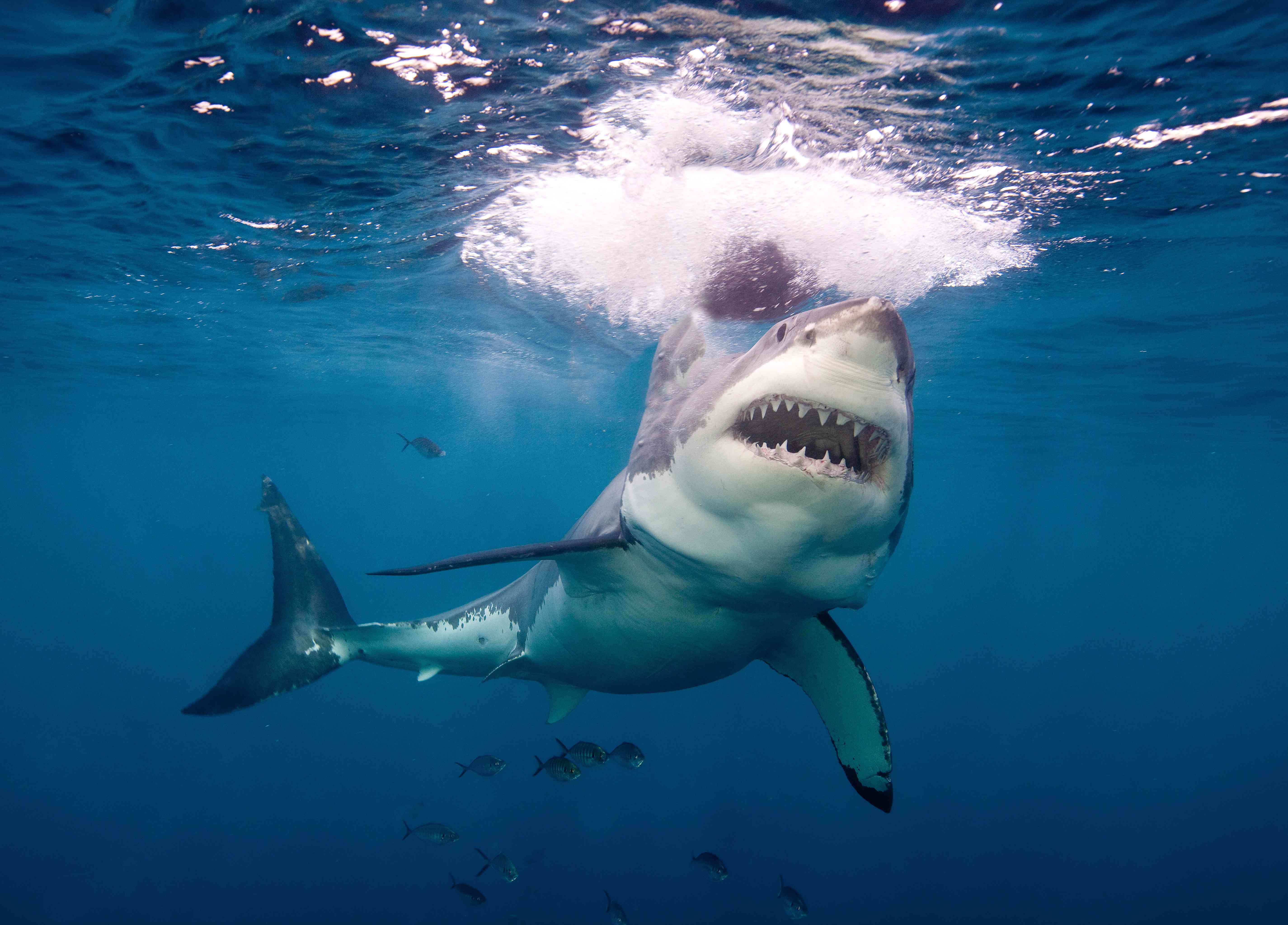 大白鲨张开嘴向水面附近的猎物游去。＂width=