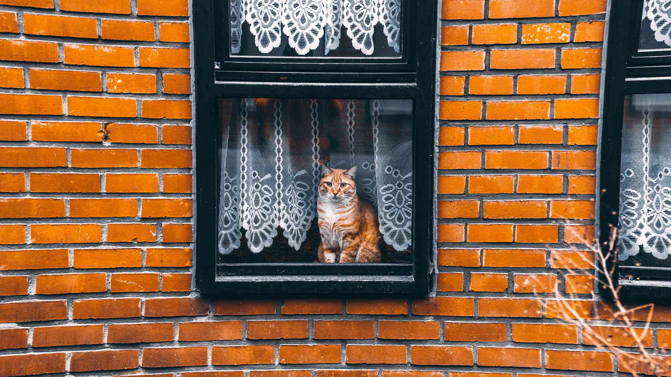 从窗户往里看的猫