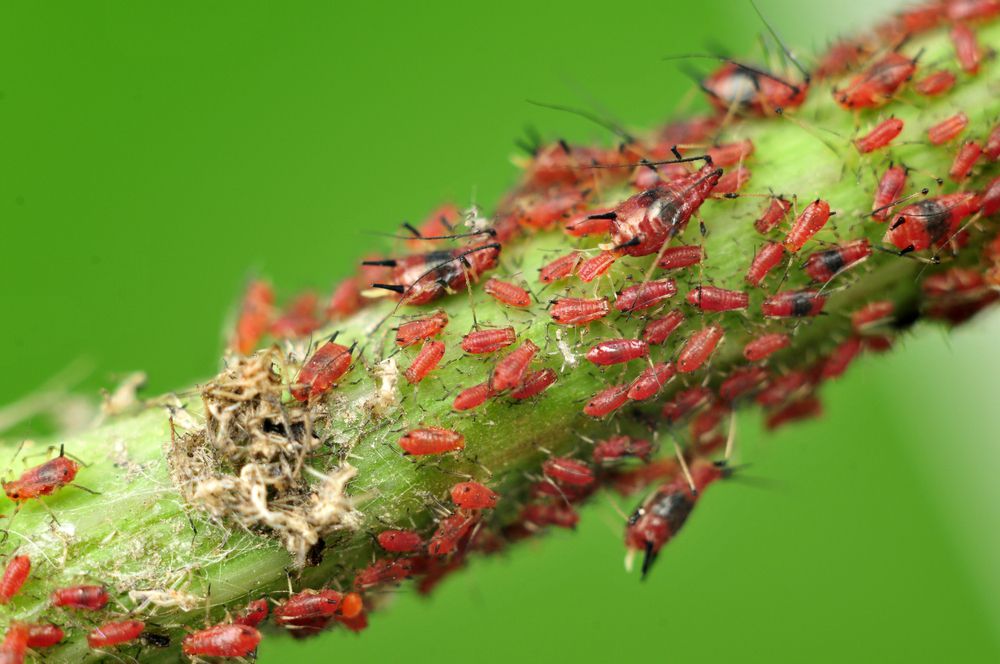 红色的蚜虫不仅寄生植物