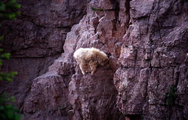 一只山羊站在摇摇欲坠的岩石上保持平衡