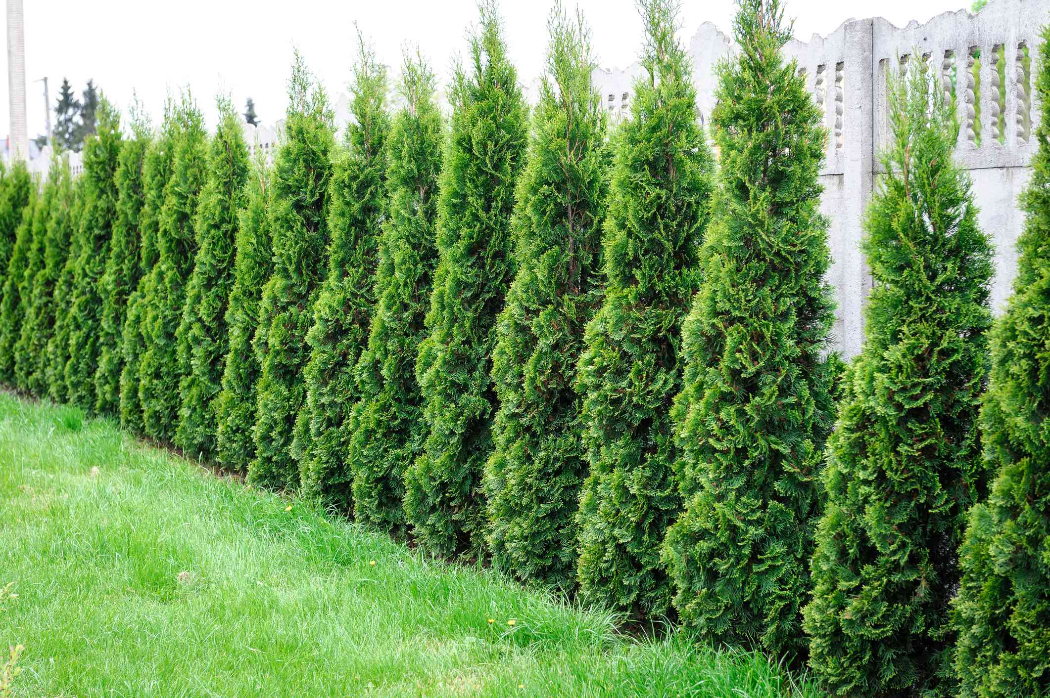 Arborvitae（Thuja occidentalis）