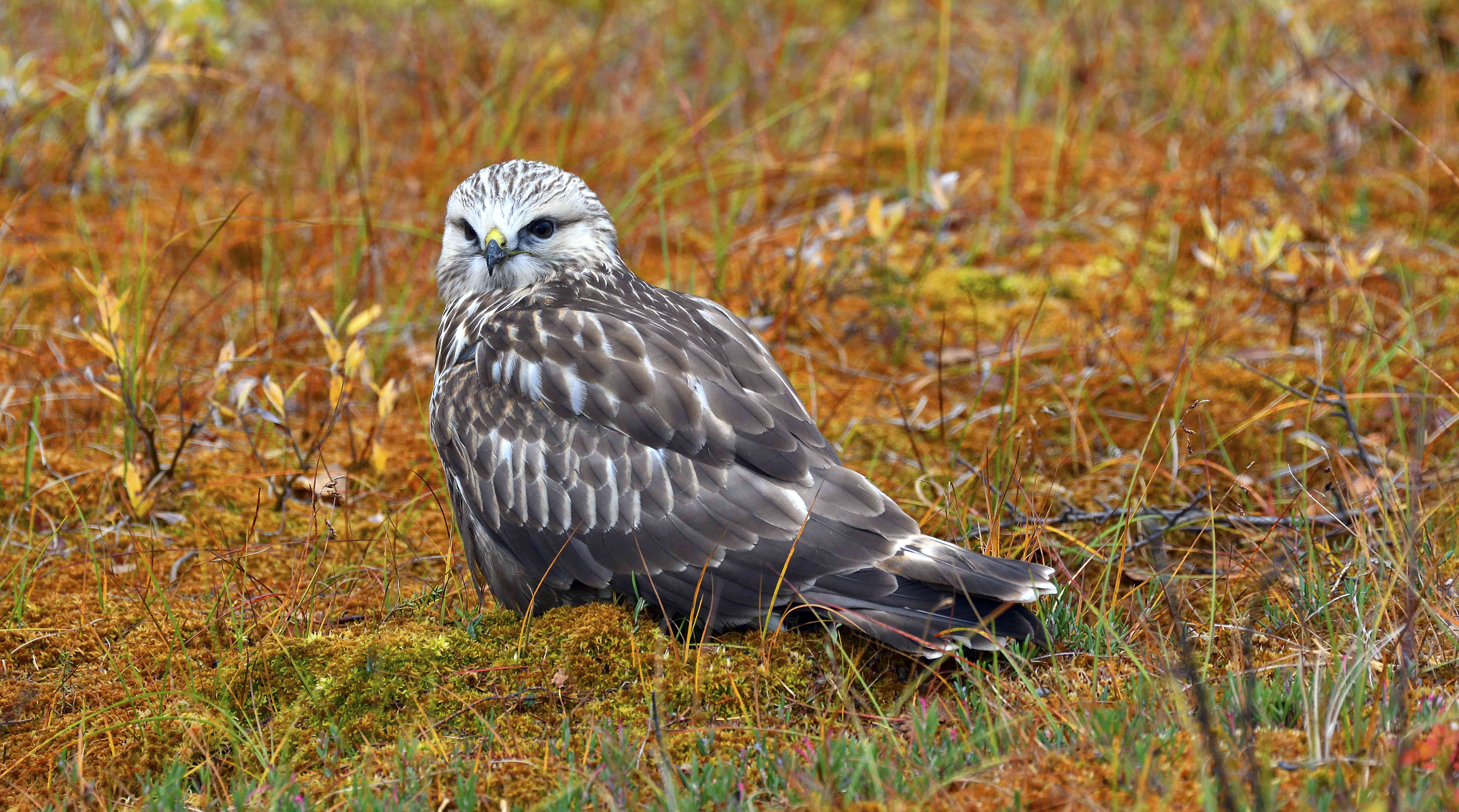 粗腿秃鹰或鹰(Buteo lagopus)，坐着，秋天颜色的苔原，挪威北部＂width=