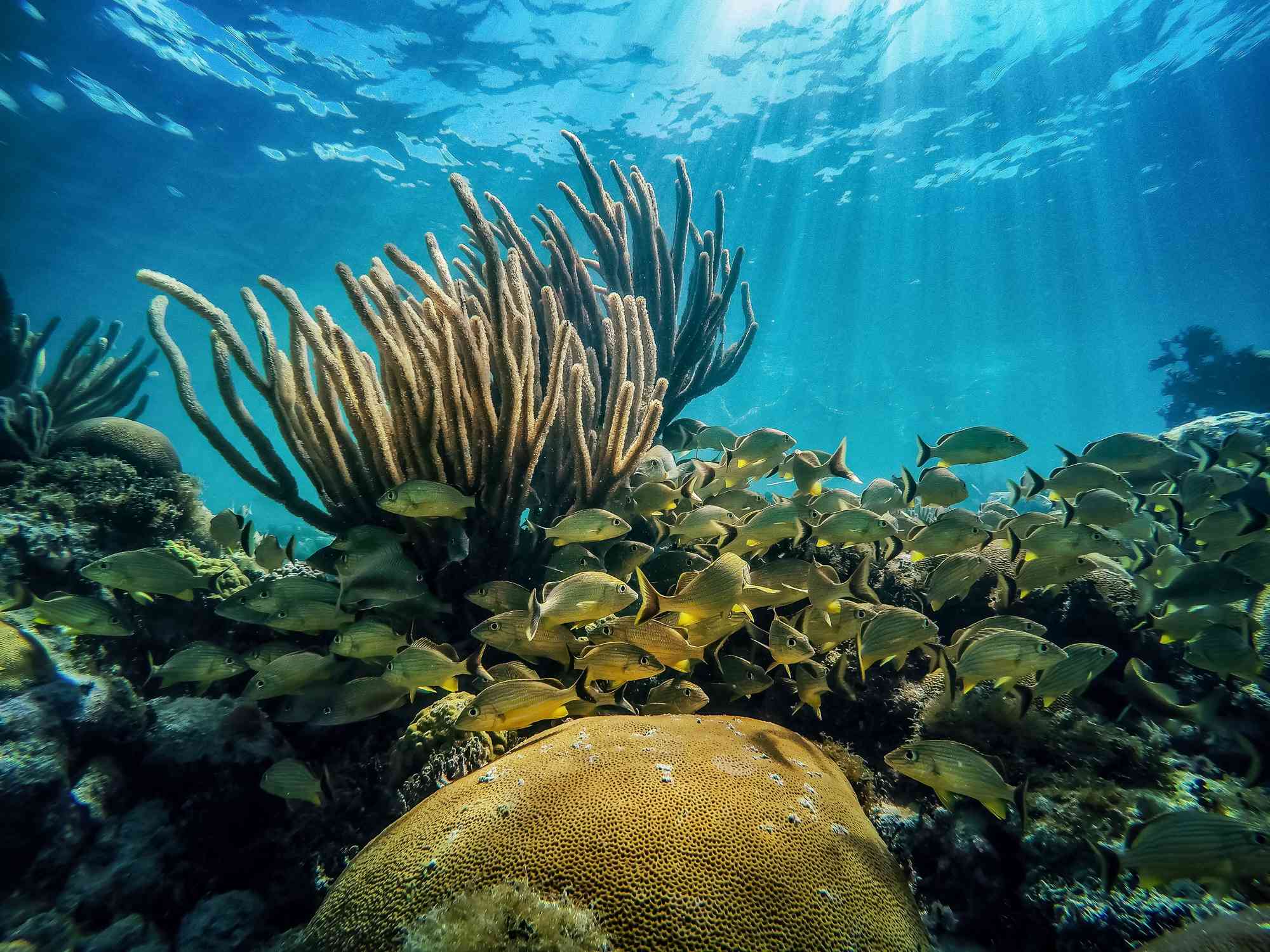阳光穿过水面，在佛罗里达群岛有一大群黄色的鱼和各种各样的珊瑚