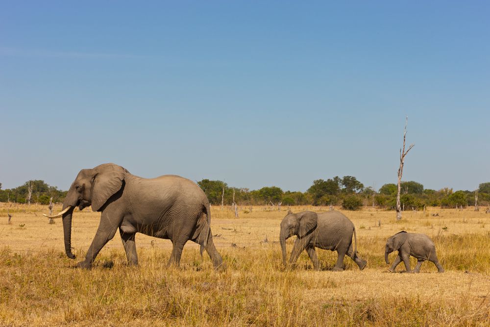 三只非洲象组成的小象群，一只成年，一只幼象，一只幼象，正在穿越大草原。