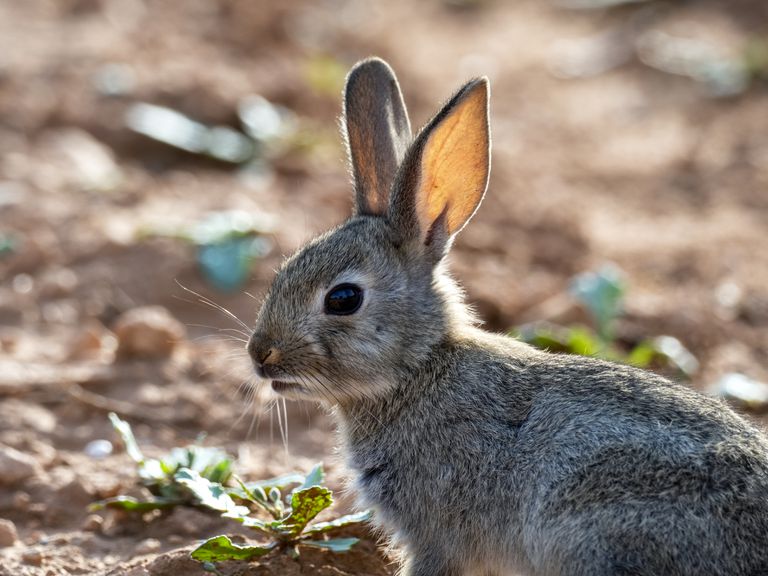 田间的年轻欧洲野兔（物种Oryctolagus cuniculus）“class=