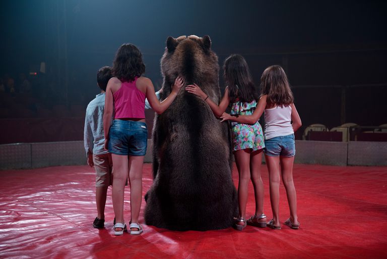 格兰Circo假日马戏团的棕熊Tima与孩子们合影留念