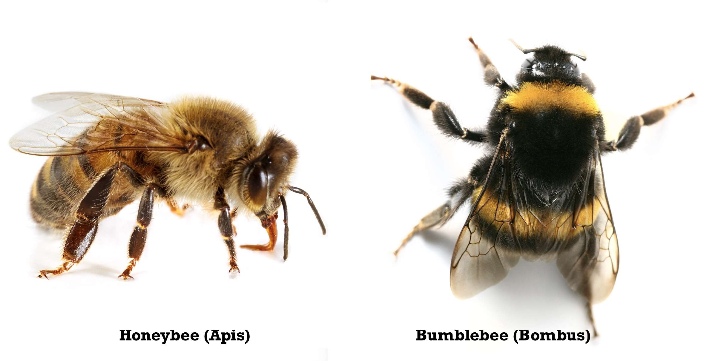 蜜蜂和黄蜂”width=
