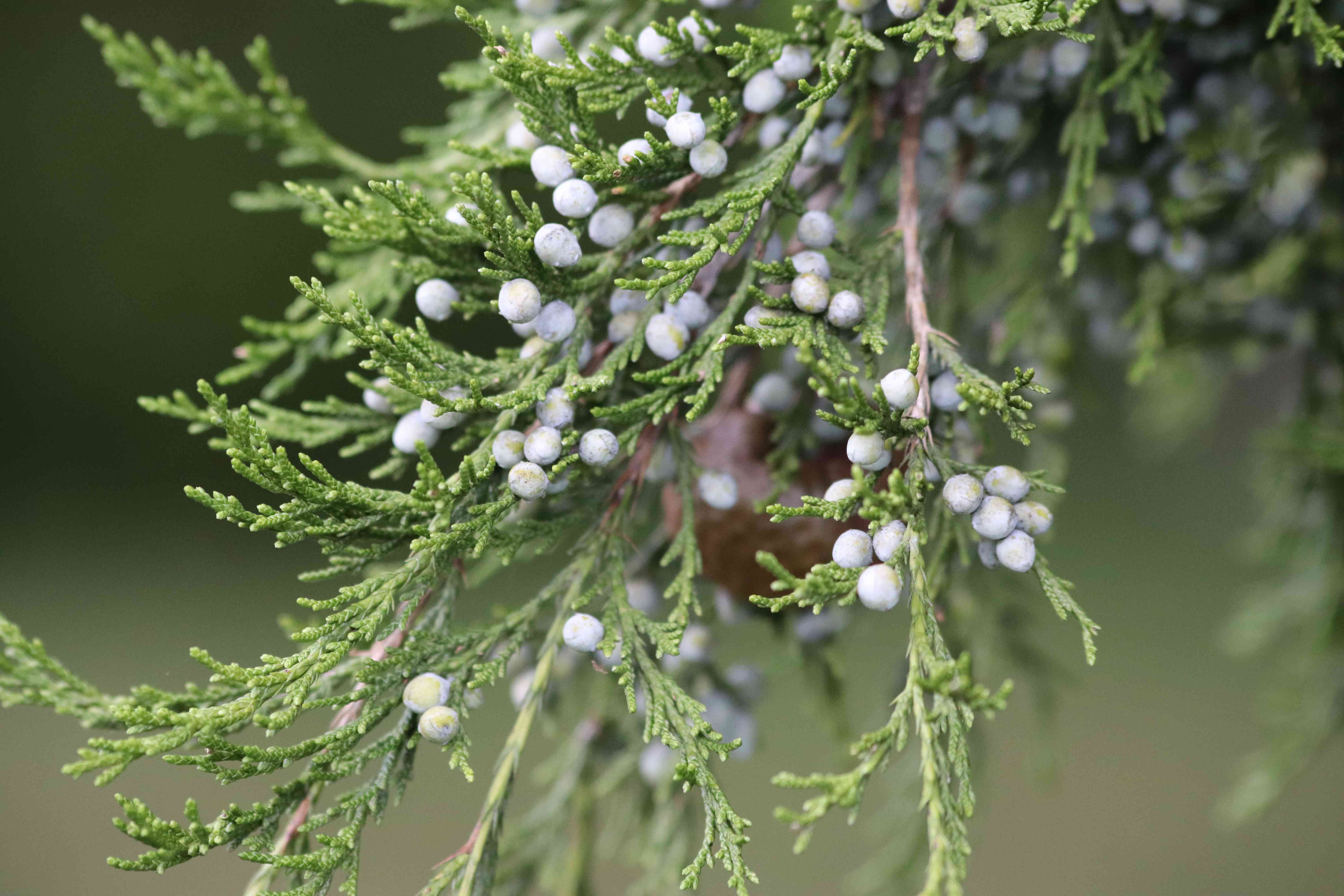 EasternRedCedar