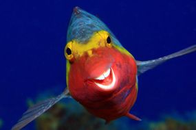 鹦鹉鱼的笑脸照片＂width=