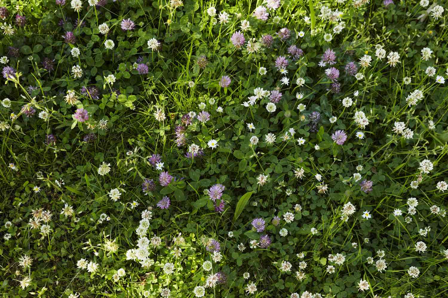 三叶草草坪上点缀着白色和紫色的三叶草花