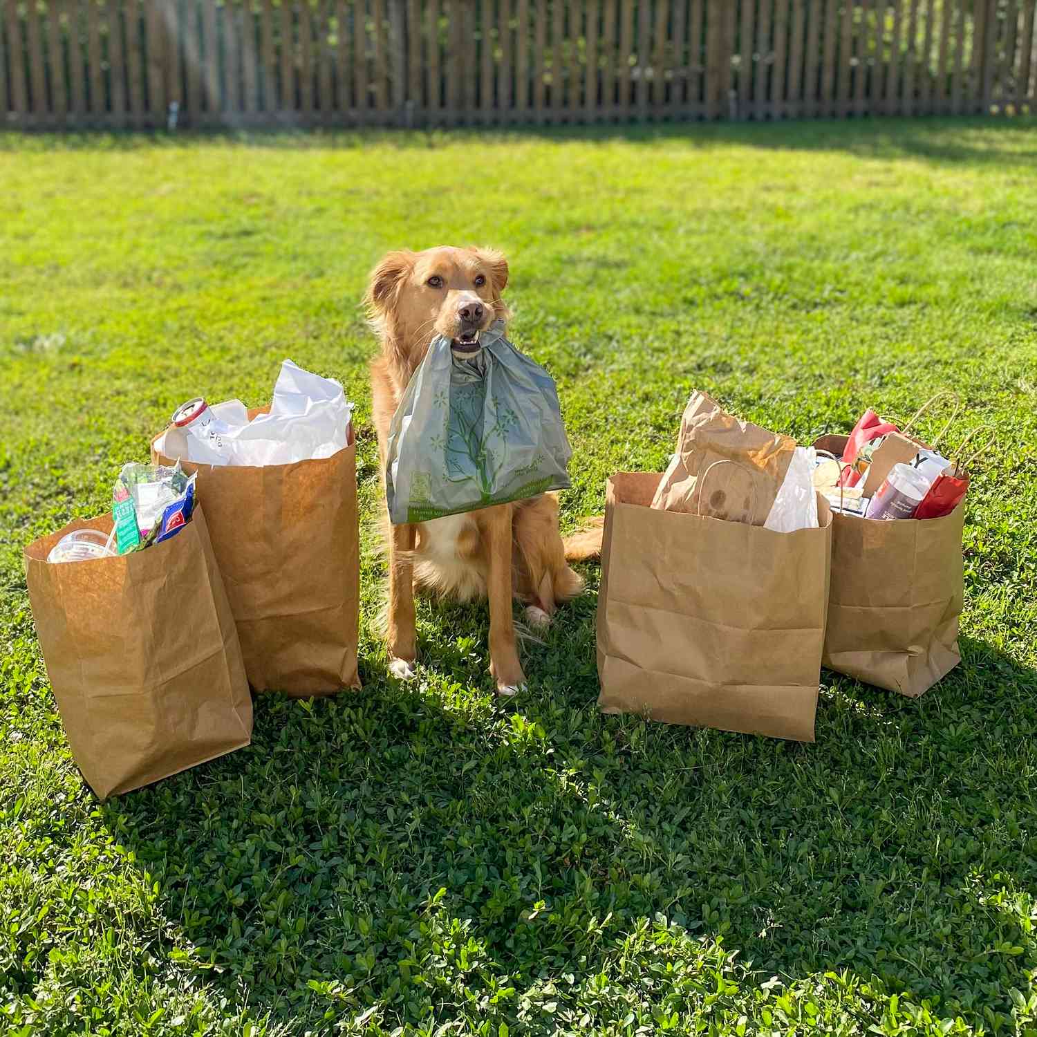 puppies.n的港口。黑比诺填满垃圾”>
          </noscript>
         </div>
        </div>
        <figcaption id=