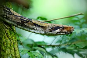 一蟒蛇滑到哥斯达黎加的林康de la Vieja火山国家公园。