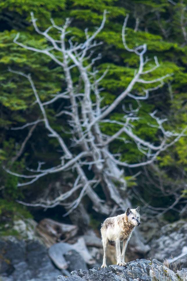 沿海的狼