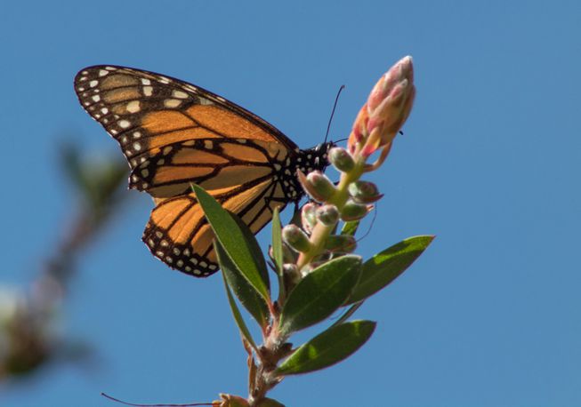 一只迁徙的帝王蝶栖息在一株植物的树枝上