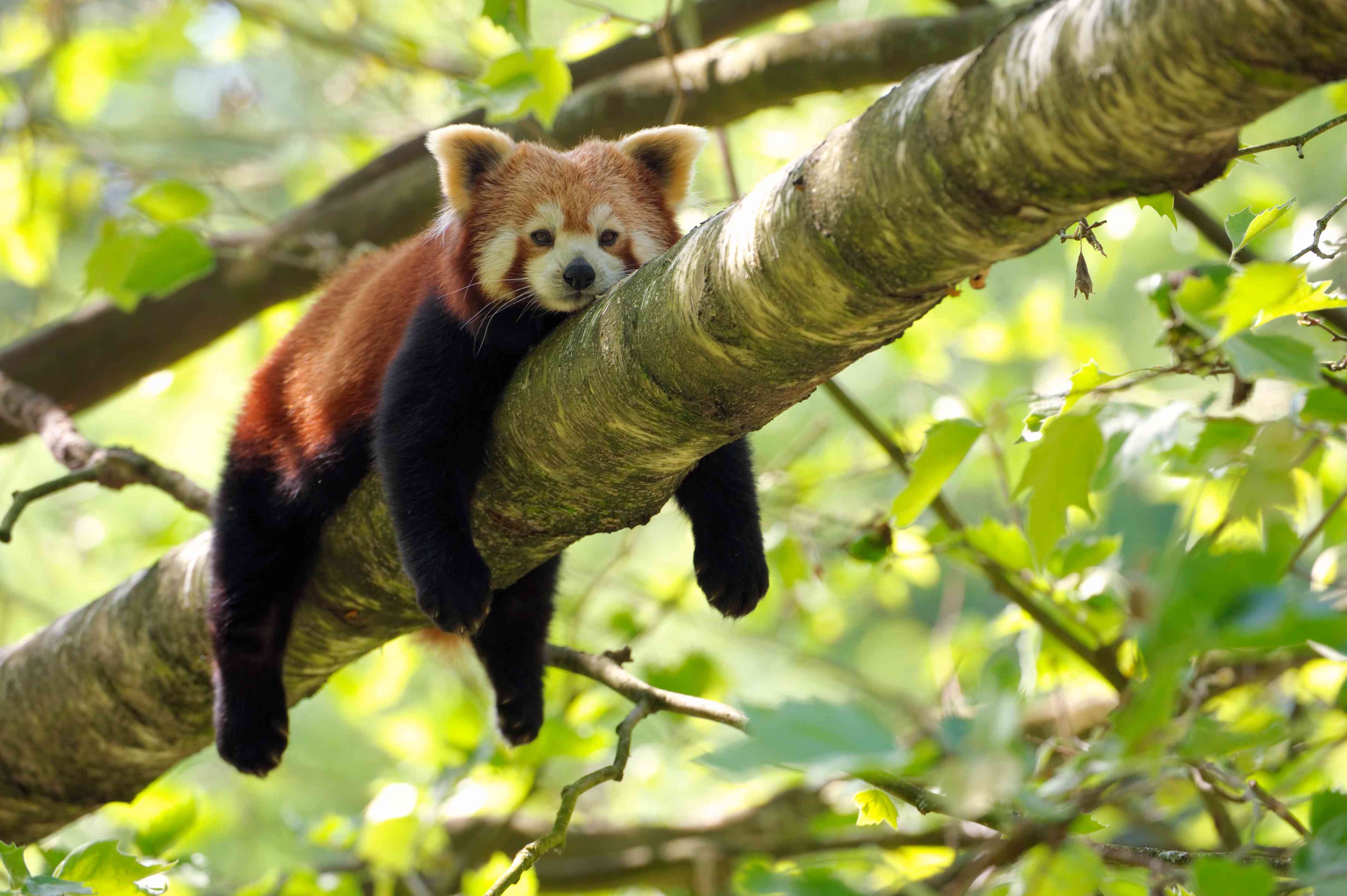 小熊猫四肢悬挂在树枝上放松＂width=