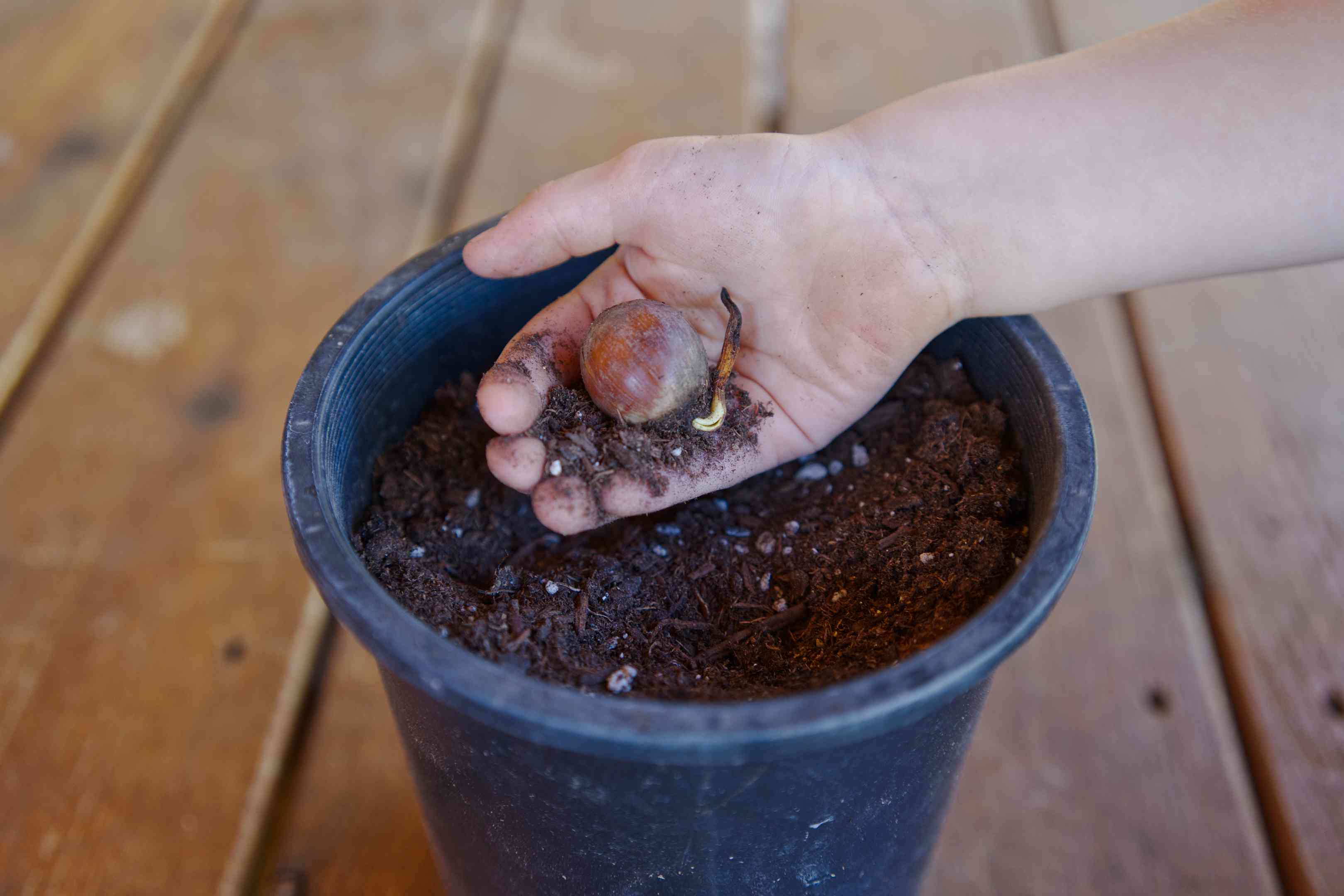 手将发芽的橡子种子放入装满土壤的塑料加仑容器中