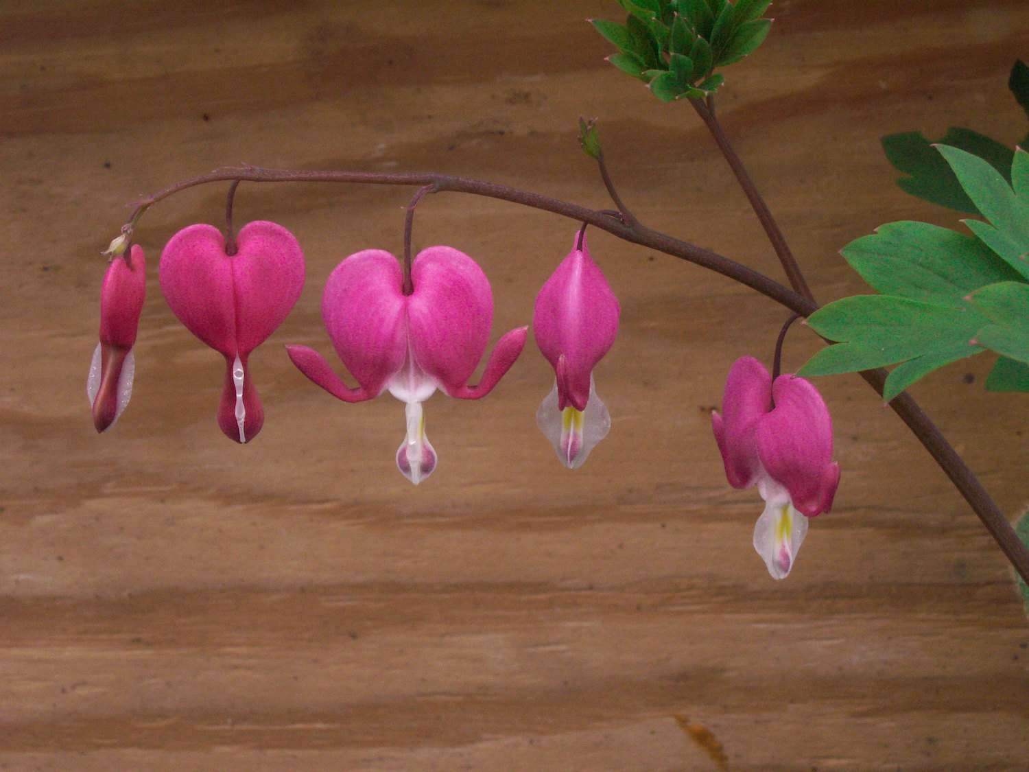 五朵粉色的红心花挂在一块木板前的拱形茎上＂width=