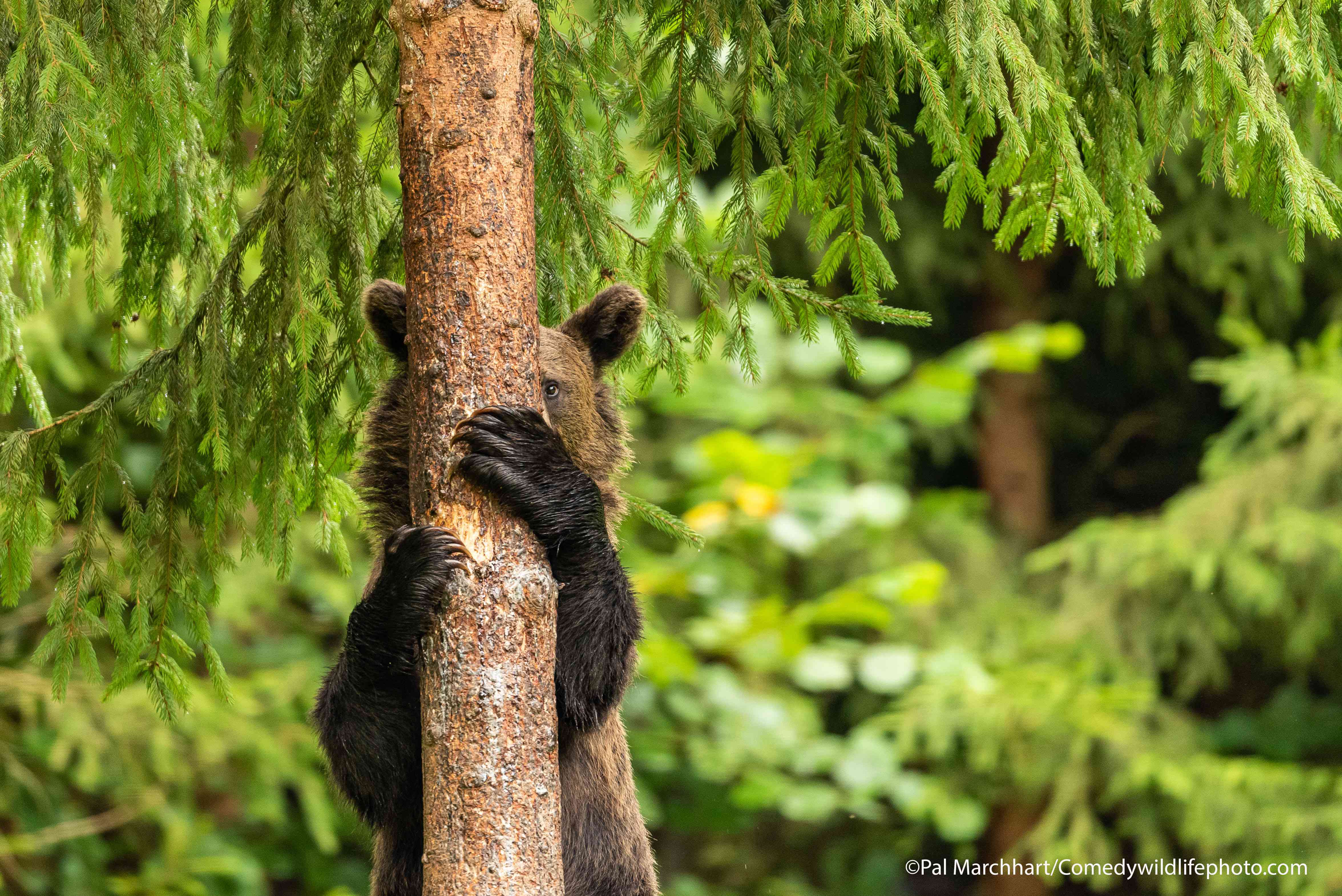 棕熊在树上玩捉迷藏