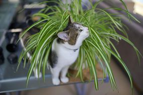 一只站在蜘蛛植物中的猫“width=