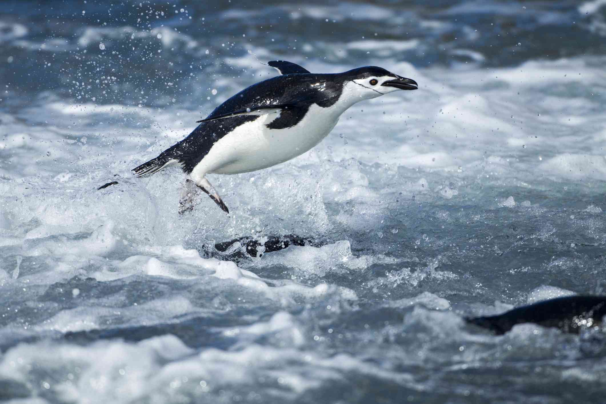 南极帽带企鹅跃出水面。