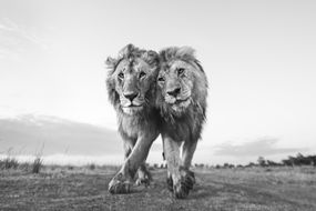 友好的狮子走在肯尼亚