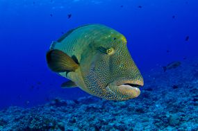密克罗尼西亚的一条彩色的弓形头濑鱼＂width=