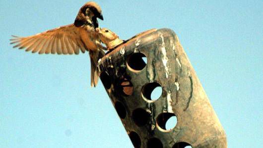 一只麻雀在2004年在伊拉克的Al-Asad Airbase的防空枪枪管中喂食年轻的筑巢。