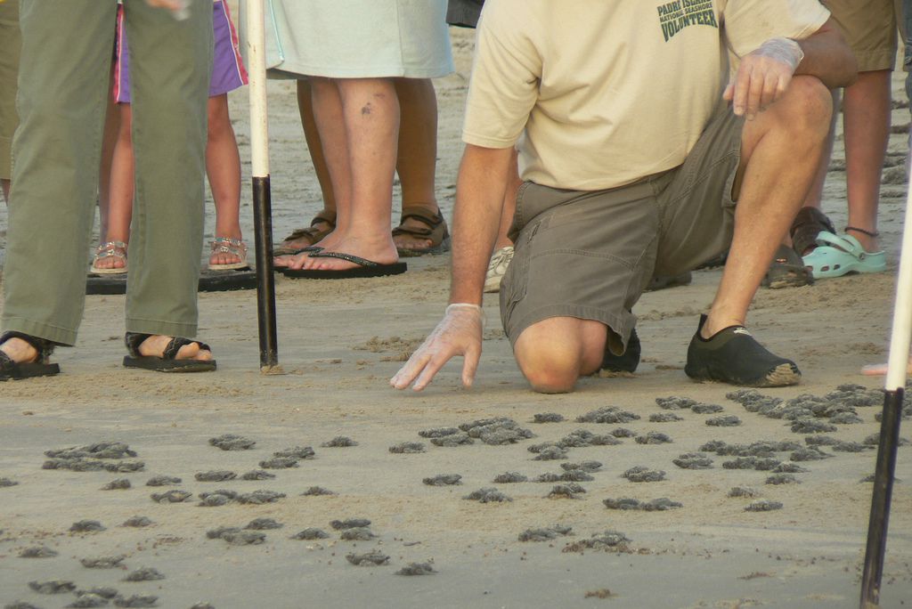 NPS志愿者帮助坎普的雷德利海龟孵化