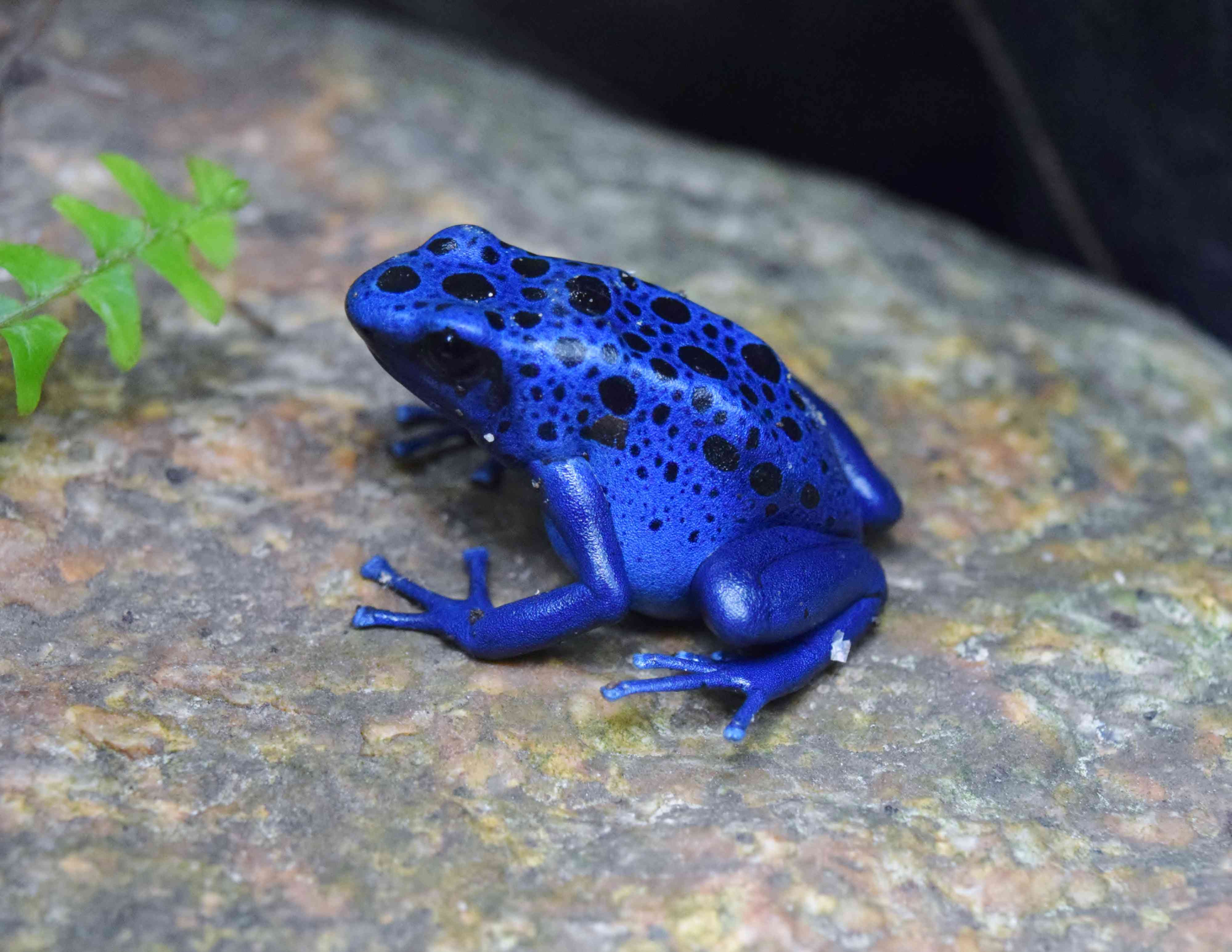 蓝色毒箭蛙，带黑点，坐在岩石上