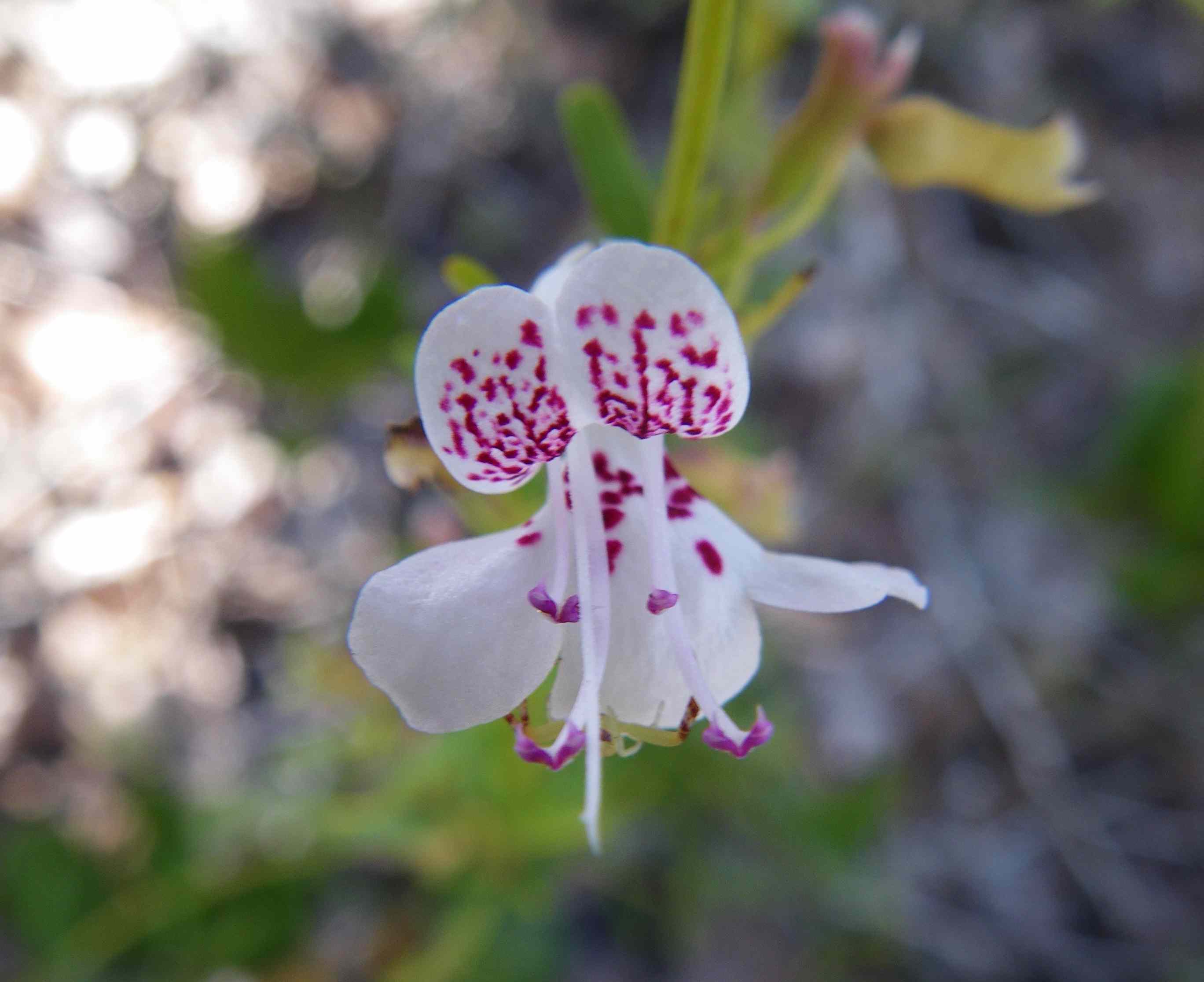 佛罗里达薄荷，Dicerandra frutescens