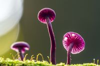 紫水晶骗子蘑菇