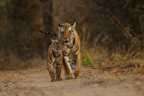 两只孟加拉虎在它们的自然栖息地＂width=