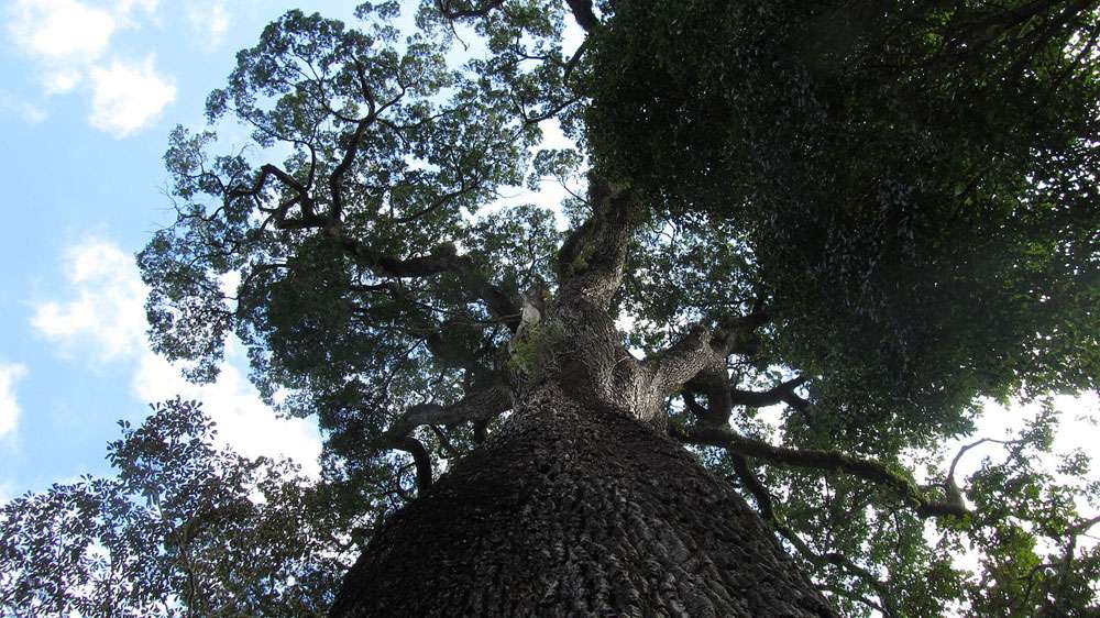 查看抬头看着Patriarca da Floresta树“width=