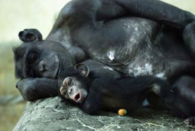 成年黑猩猩和幼猩猩＂width=