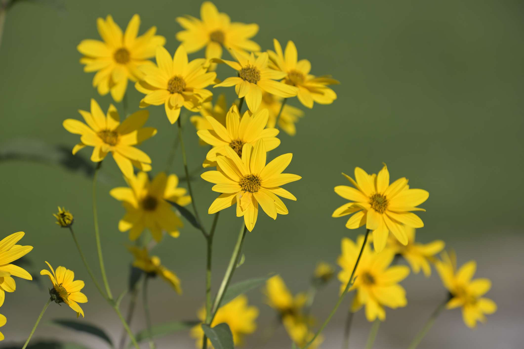 沼泽向日葵(Helianthus angustifolius)