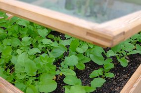 Plants in a cold frame