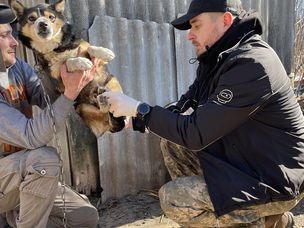 兽医Vladyslav Matviichuk帮助乌克兰的狗