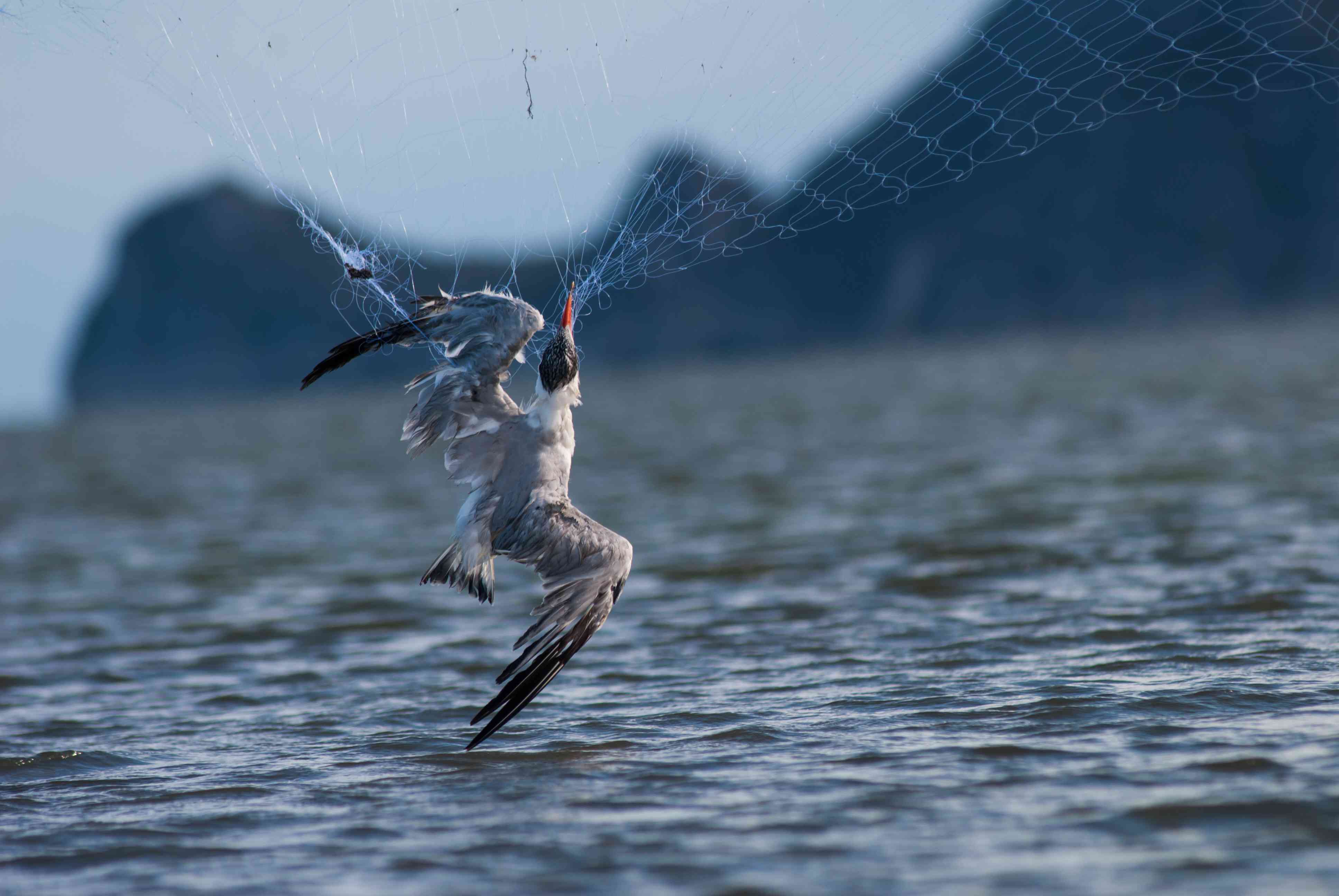 凯斯宾燕鸥被抛出的渔网夹伤了＂width=