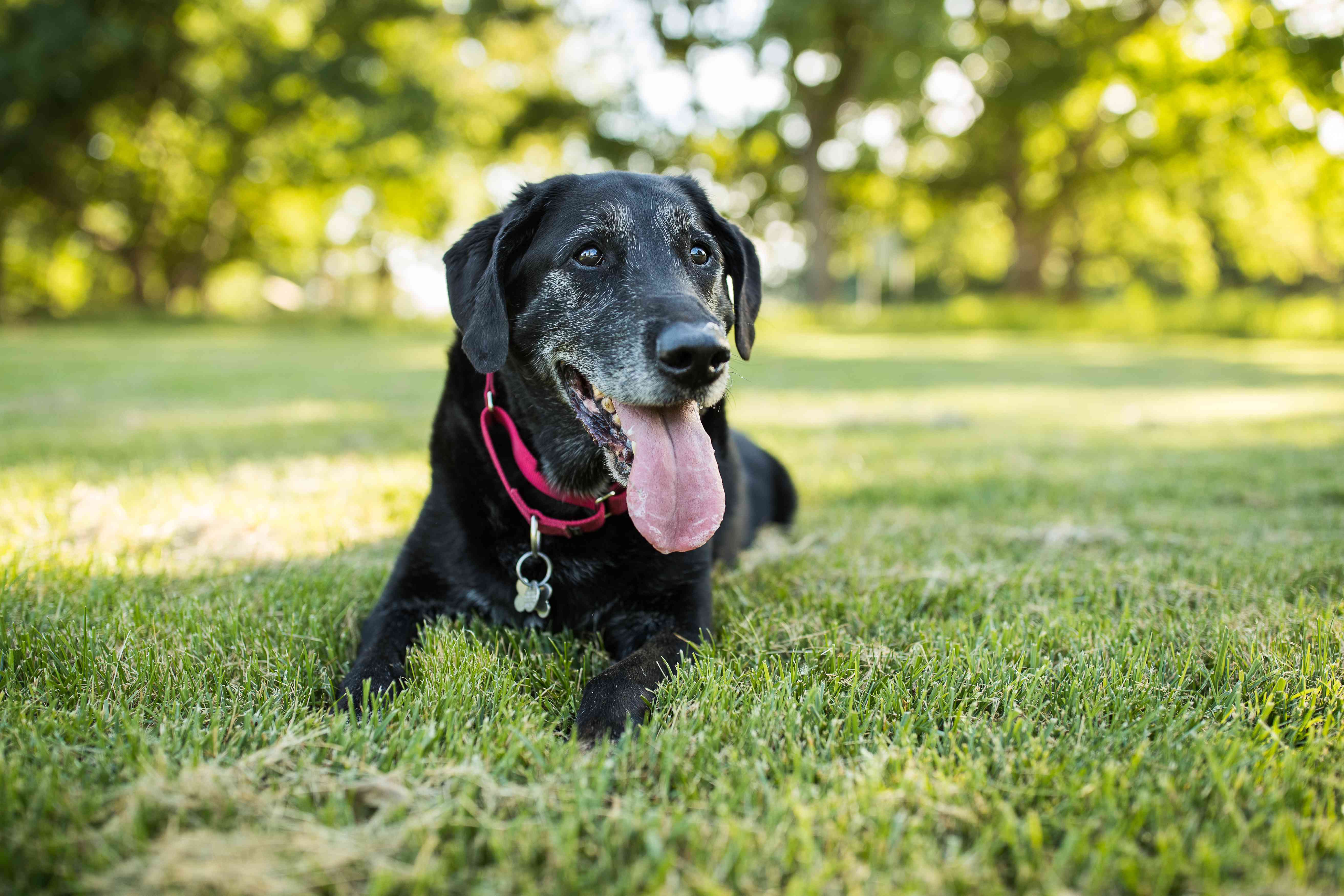 一只老拉布拉多猎犬躺在草地上