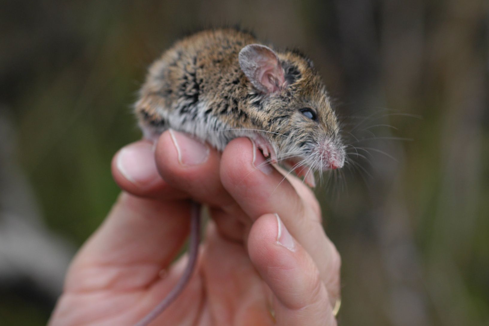 新荷兰鼠,Pseudomys novaehollandiae捕获在Munmorah SCA(国家保护区)