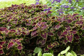 绿色和深紫色的紫堇(Plectranthus scutellariodes)是一个伟大的庭院植物＂width=