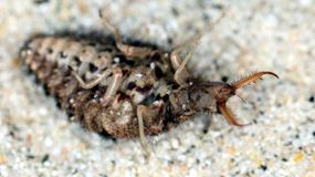 欧洲蚁蛉(Euroleon萨·诺斯特拉)在其背侧装死
