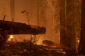 加利福尼亚中部燃烧的大火威胁着红杉树