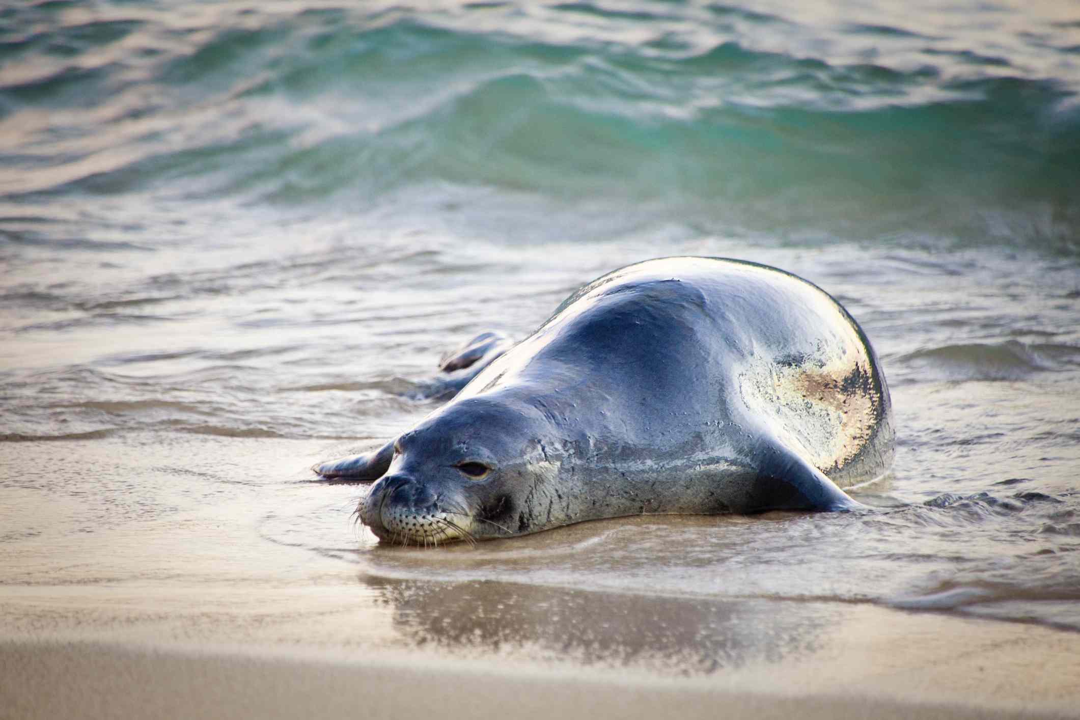 夏威夷僧海豹躺在它的腹部在沙滩上”width=