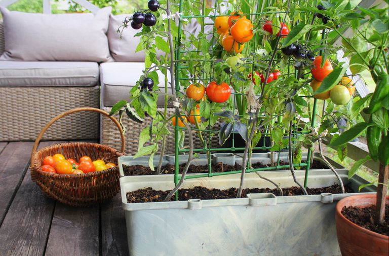 亮橙色的西红柿生长在一个集装箱花园的格子上