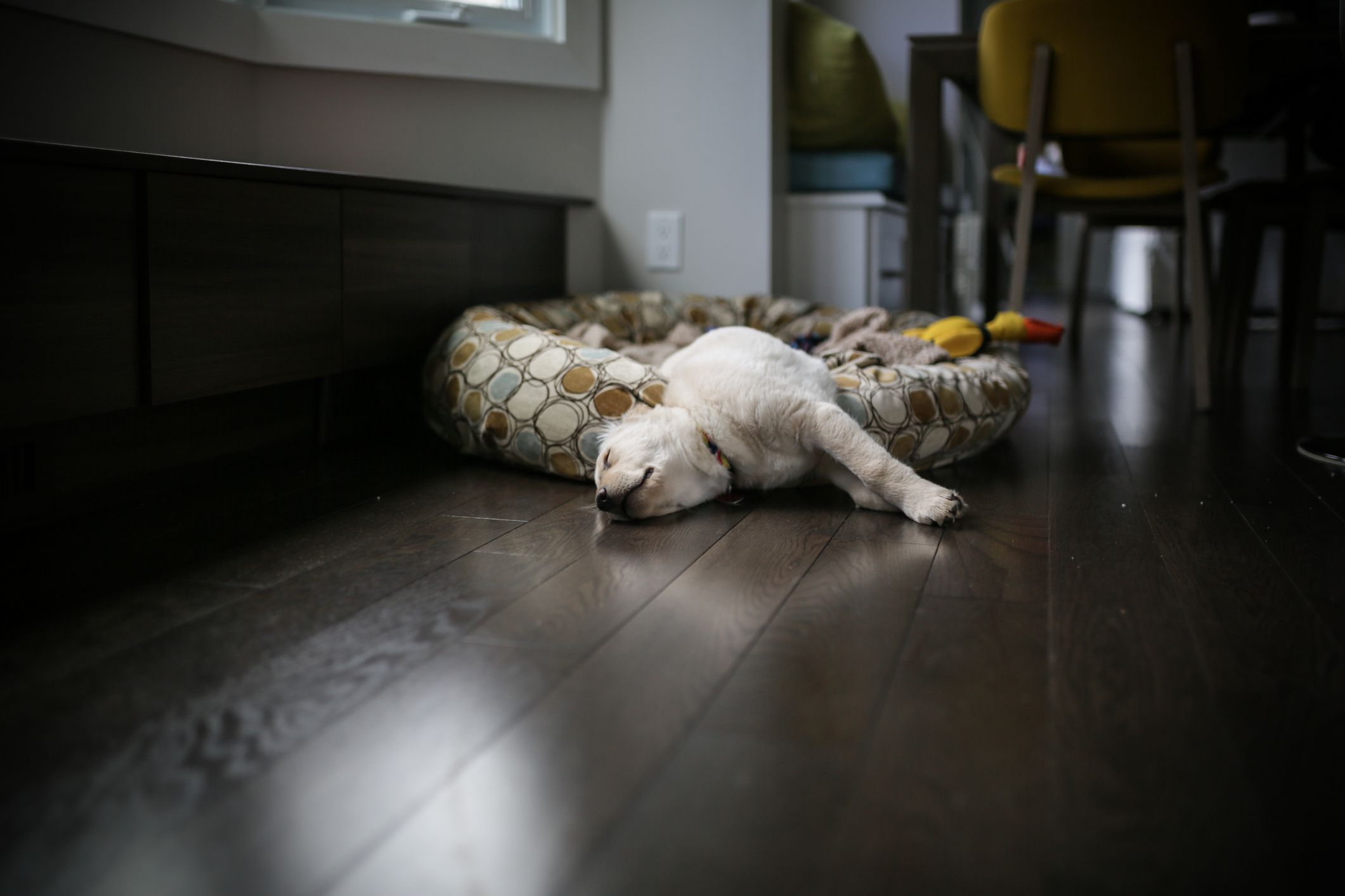 一只8周大的小狗，金色的拉布拉多哈士奇混血，睡在垫子上