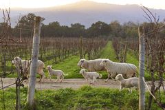 绵羊穿过葡萄园。