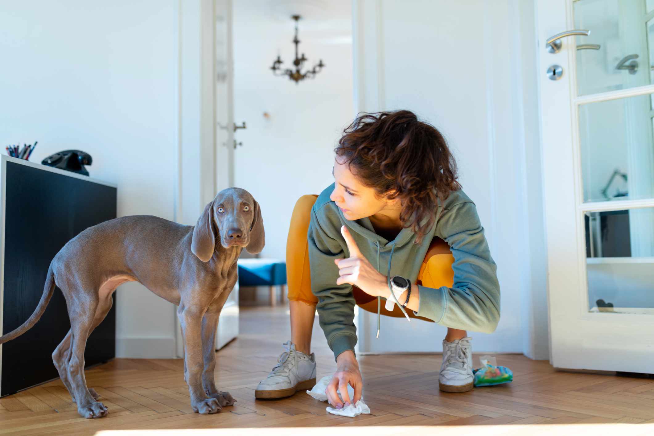 女子对在地板上拉屎的魏玛犬摇手指